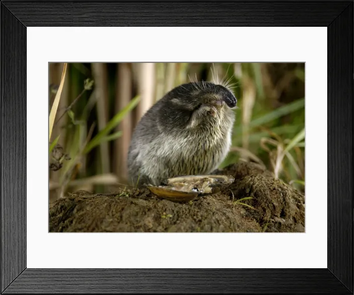 Framed Print : Russian Desman - adult female, feeds on a fresh-water mussel, typical posture; Okskii Biospheric Nature Reserve; river Oka valley, Central Russia, 50km East from Ryazan town. Autumn, October Ok39. 0026 Framed Print : Russian Desman - adult female, feeds on a fresh-water mussel, typical posture; Okskii Biospheric Nature Reserve; river Oka valley, Central Russia, 50km East from Ryazan town. Autumn, October Ok39. 0026