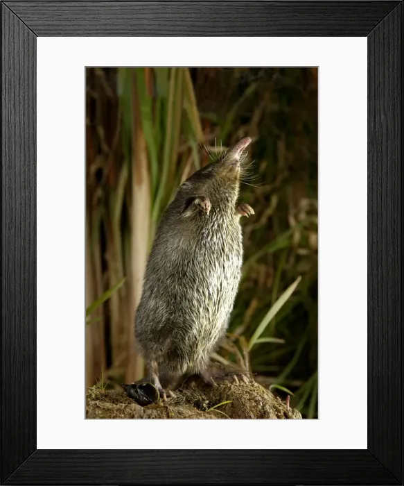 Framed Print : Russian Desman - adult female - searches environment with its sense of smell after feeding on a fresh-water mussel, typical posture; Okskii Biospheric Nature Reserve; river Oka valley, Central Russia, 50km East from Ryazan town Framed Print : Russian Desman - adult female - searches environment with its sense of smell after feeding on a fresh-water mussel, typical posture; Okskii Biospheric Nature Reserve; river Oka valley, Central Russia, 50km East from Ryazan town