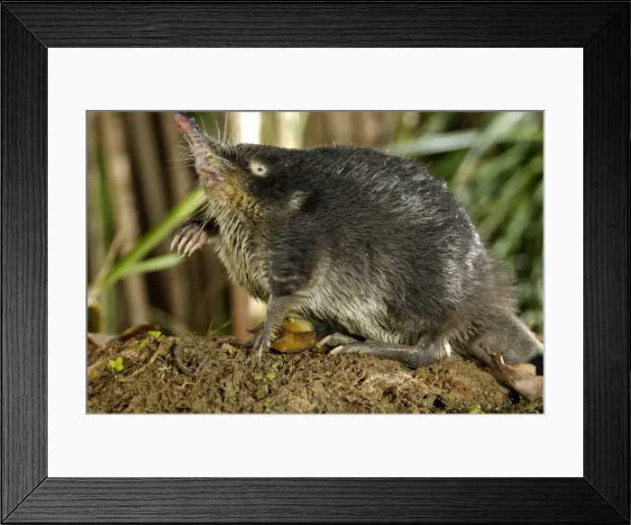 Framed Print : Russian Desman - searches environment with its sense of smell after feeding on a fresh-water mussel, typical posture; Okskii Biospheric Nature Reserve; river Oka valley, Central Russia, 50km East from Ryazan town. Autumn, October Ok39. 0076 Framed Print : Russian Desman - searches environment with its sense of smell after feeding on a fresh-water mussel, typical posture; Okskii Biospheric Nature Reserve; river Oka valley, Central Russia, 50km East from Ryazan town. Autumn, October Ok39. 0076
