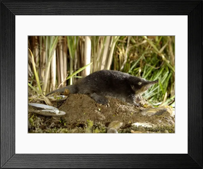Framed Print : Russian Desman - searches environment with its sense of smell Okskii Biospheric Nature Reserve; river Oka valley, Central Russia, 50km East from Ryazan town. Autumn, October Ok39. 0100 Framed Print : Russian Desman - searches environment with its sense of smell Okskii Biospheric Nature Reserve; river Oka valley, Central Russia, 50km East from Ryazan town. Autumn, October Ok39. 0100