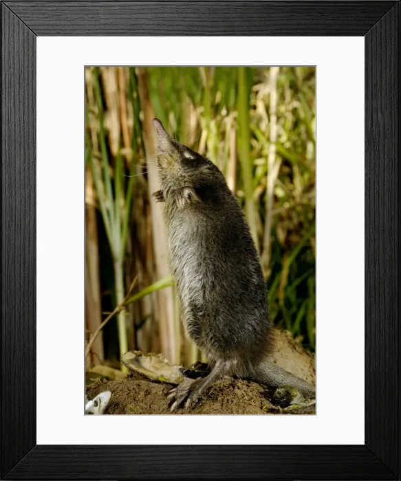 Framed Print : Russian Desman - female searches environment with its sense of smell, typical posture; Okskii Biospheric Nature Reserve; river Oka valley, Central Russia, 50km East from Ryazan town. Autumn, October Ok39. 0113 Framed Print : Russian Desman - female searches environment with its sense of smell, typical posture; Okskii Biospheric Nature Reserve; river Oka valley, Central Russia, 50km East from Ryazan town. Autumn, October Ok39. 0113