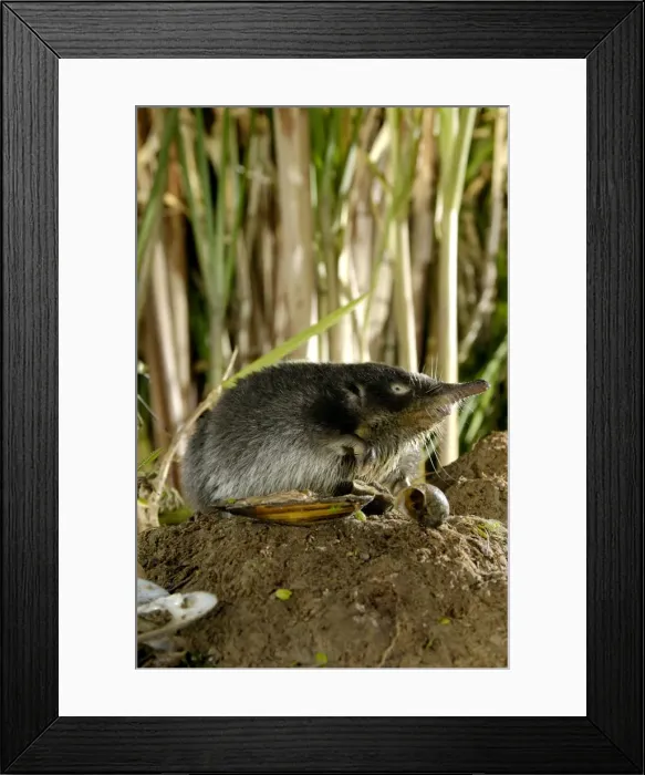 Framed Print : Russian Desman - searches environment with its sense of smell; Okskii Biospheric Nature Reserve; river Oka valley, Central Russia, 50km East from Ryazan town. Autumn, October Ok39. 0117 Framed Print : Russian Desman - searches environment with its sense of smell; Okskii Biospheric Nature Reserve; river Oka valley, Central Russia, 50km East from Ryazan town. Autumn, October Ok39. 0117
