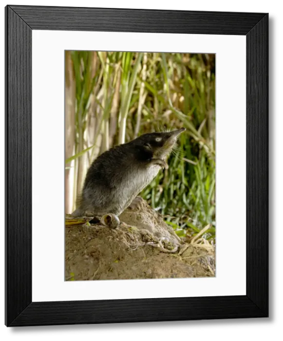 Framed Print : Russian Desman - female searches environment with its sense of smell, typical posture; Okskii Biospheric Nature Reserve; river Oka valley, Central Russia, 50km East from Ryazan town. Autumn, October Ok39. 0120 Framed Print : Russian Desman - female searches environment with its sense of smell, typical posture; Okskii Biospheric Nature Reserve; river Oka valley, Central Russia, 50km East from Ryazan town. Autumn, October Ok39. 0120