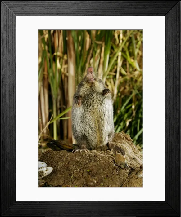 Framed Print : Russian Desman - adult female searches environment with its sense of smell after feeding on a fresh-water mussel, typical posture; Okskii Biospheric Nature Reserve; river Oka valley, Central Russia, 50km East from Ryazan town Framed Print : Russian Desman - adult female searches environment with its sense of smell after feeding on a fresh-water mussel, typical posture; Okskii Biospheric Nature Reserve; river Oka valley, Central Russia, 50km East from Ryazan town