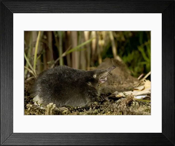 Framed Print : Russian Desman - showing teeth. Okskii Biospheric Nature Reserve; river Oka valley, Central Russia, 50km East from Ryazan town. Autumn, October Ok39. 0162 Framed Print : Russian Desman - showing teeth. Okskii Biospheric Nature Reserve; river Oka valley, Central Russia, 50km East from Ryazan town. Autumn, October Ok39. 0162