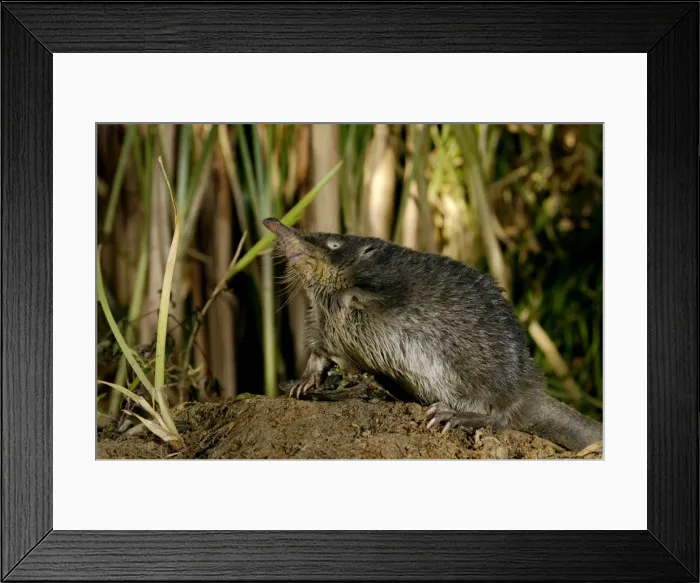 Framed Print : Russian Desman - searches environment with its sense of smell Okskii Biospheric Nature Reserve; river Oka valley, Central Russia, 50km East from Ryazan town. Autumn, October Ok39. 0166 Framed Print : Russian Desman - searches environment with its sense of smell Okskii Biospheric Nature Reserve; river Oka valley, Central Russia, 50km East from Ryazan town. Autumn, October Ok39. 0166
