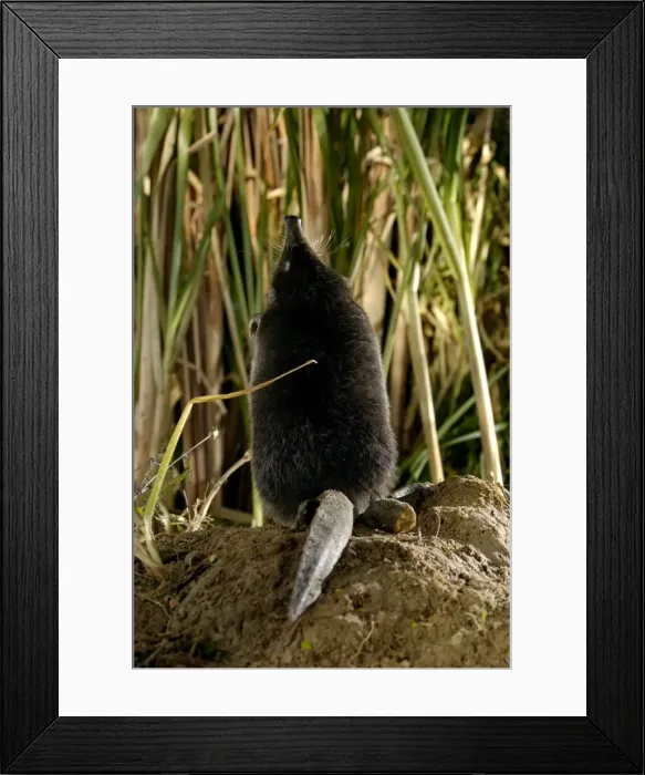 Framed Print : Russian Desman - female, view from back (note the flat tail) Okskii Biospheric Nature Reserve; river Oka valley, Central Russia, 50km East from Ryazan town. Autumn, October Ok39. 0199 Framed Print : Russian Desman - female, view from back (note the flat tail) Okskii Biospheric Nature Reserve; river Oka valley, Central Russia, 50km East from Ryazan town. Autumn, October Ok39. 0199