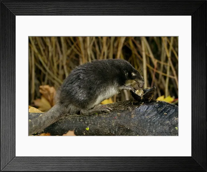 Framed Print : Russian Desman - feeds on a fresh-water mussel Okskii Biospheric Nature Reserve; river Oka valley, Central Russia, 50km East from Ryazan town. Autumn, October Ok39. 0216 Framed Print : Russian Desman - feeds on a fresh-water mussel Okskii Biospheric Nature Reserve; river Oka valley, Central Russia, 50km East from Ryazan town. Autumn, October Ok39. 0216