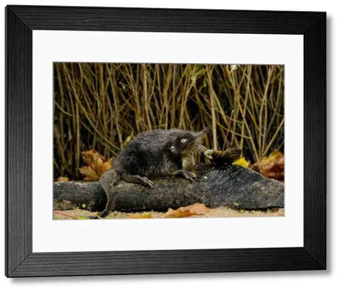 Framed Print : Russian Desman - feeds on a fresh-water mussel Okskii Biospheric Nature Reserve; river Oka valley, Central Russia, 50km East from Ryazan town. Autumn, October Ok39. 0230 Framed Print : Russian Desman - feeds on a fresh-water mussel Okskii Biospheric Nature Reserve; river Oka valley, Central Russia, 50km East from Ryazan town. Autumn, October Ok39. 0230