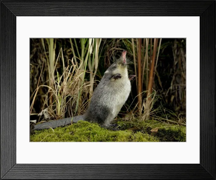 Framed Print : Russian Desman 0 searches environment with its sense of smell Okskii Biospheric Nature Reserve; river Oka valley, Central Russia, 50km East from Ryazan town. Autumn, October Ok39. 0265 Framed Print : Russian Desman 0 searches environment with its sense of smell Okskii Biospheric Nature Reserve; river Oka valley, Central Russia, 50km East from Ryazan town. Autumn, October Ok39. 0265
