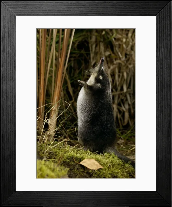 Framed Print : Russian Desman - adult on hind legs, searches environment with its sense of smell Okskii Biospheric Nature Reserve; river Oka valley, Central Russia, 50km East from Ryazan town. Autumn, October Ok39. 0267 Framed Print : Russian Desman - adult on hind legs, searches environment with its sense of smell Okskii Biospheric Nature Reserve; river Oka valley, Central Russia, 50km East from Ryazan town. Autumn, October Ok39. 0267
