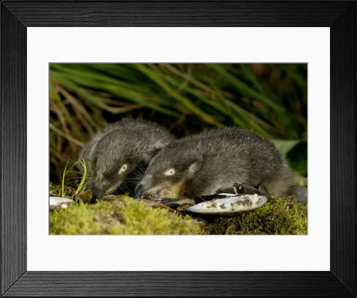 Framed Print : Russian Desman - adults from one burrow - feed on a fresh-water mussels Okskii Biospheric Nature Reserve; river Oka valley, Central Russia, 50km East from Ryazan town. Autumn, October Ok39. 0340 Framed Print : Russian Desman - adults from one burrow - feed on a fresh-water mussels Okskii Biospheric Nature Reserve; river Oka valley, Central Russia, 50km East from Ryazan town. Autumn, October Ok39. 0340