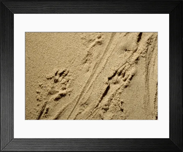 Framed Print : Russian Desman - adult's footprints on wet sand of a river beach; however Desmans rarely come out of water and are clumsy on firm soil Okskii Biospheric Nature Reserve; river Oka valley, Central Russia, 50km East from Ryazan town Framed Print : Russian Desman - adult's footprints on wet sand of a river beach; however Desmans rarely come out of water and are clumsy on firm soil Okskii Biospheric Nature Reserve; river Oka valley, Central Russia, 50km East from Ryazan town