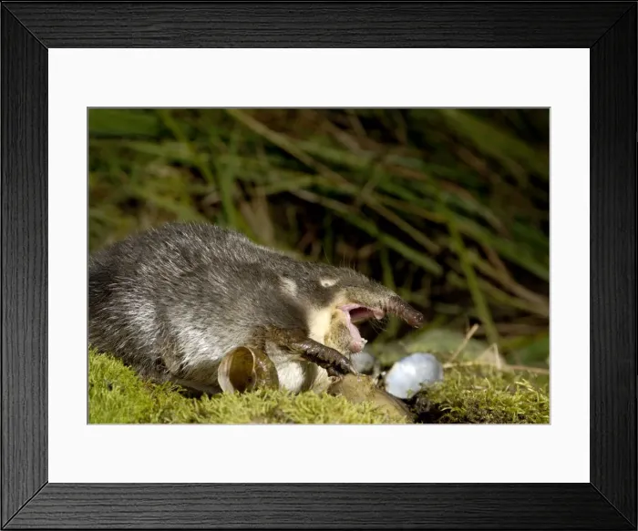 Framed Print : Russian Desman - feeds on a fresh-water mussel Okskii Biospheric Nature Reserve; river Oka valley, Central Russia, 50km East from Ryazan town. Autumn, October Ok39. 0407