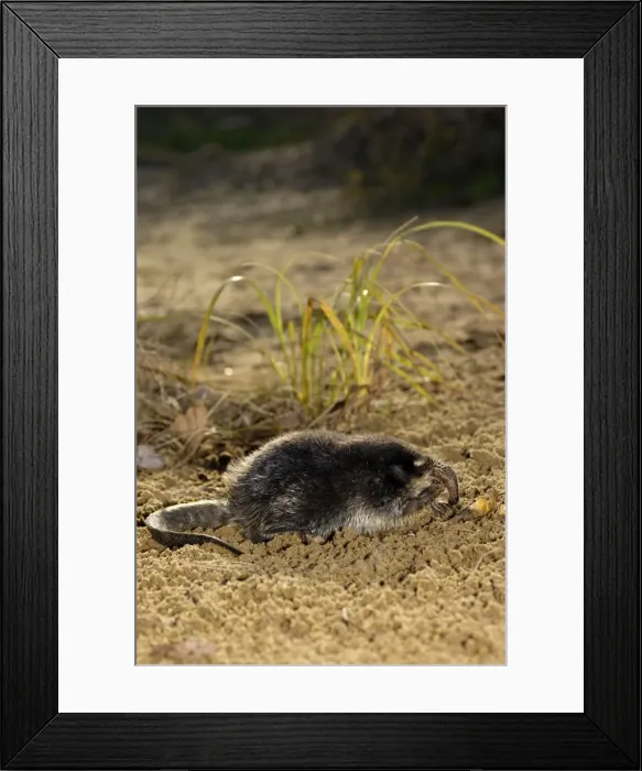 Framed Print : Russian Desman - feeds on a fresh-water mussel, typical; bank of river Pra, a tributary of river Oka; Okskii Biospheric Nature Reserve; Central Russia, 50km East from Ryazan town; evening in autumn, October Ok39. 1009 Framed Print : Russian Desman - feeds on a fresh-water mussel, typical; bank of river Pra, a tributary of river Oka; Okskii Biospheric Nature Reserve; Central Russia, 50km East from Ryazan town; evening in autumn, October Ok39. 1009