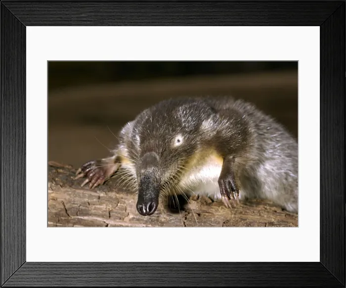 Framed Print : Russian Desman Okskii Biospheric Nature Reserve; river Oka valley, Central Russia, 50km East from Ryazan town. Autumn, October Ok39. 0528 Framed Print : Russian Desman Okskii Biospheric Nature Reserve; river Oka valley, Central Russia, 50km East from Ryazan town. Autumn, October Ok39. 0528