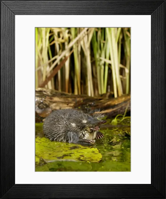 Framed Print : Russian Desman - feeds on a fresh-water mussel Okskii Biospheric Nature Reserve; river Oka valley, Central Russia, 50km East from Ryazan town. Autumn, October Ok39. 0574 Framed Print : Russian Desman - feeds on a fresh-water mussel Okskii Biospheric Nature Reserve; river Oka valley, Central Russia, 50km East from Ryazan town. Autumn, October Ok39. 0574