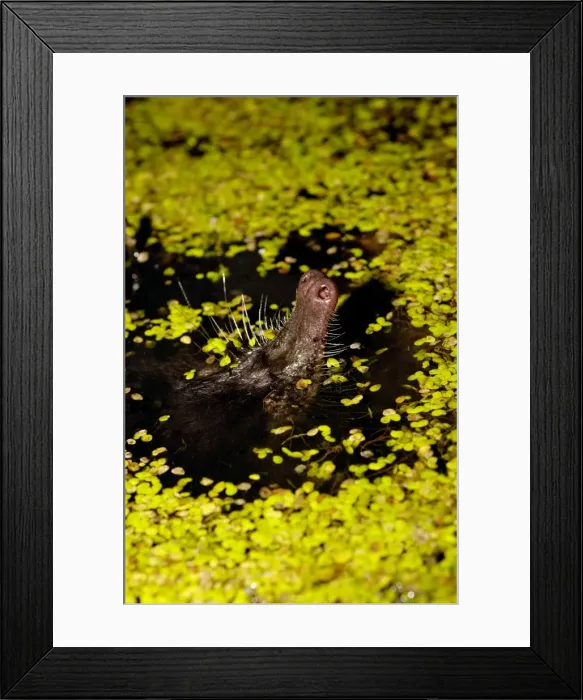 Framed Print : Russian Desman - pops its nose out of water to search the environment with its sense of smell for danger (desmans rarely come out of water) Okskii Biospheric Nature Reserve; river Oka valley, Central Russia, 50km East from Ryazan town