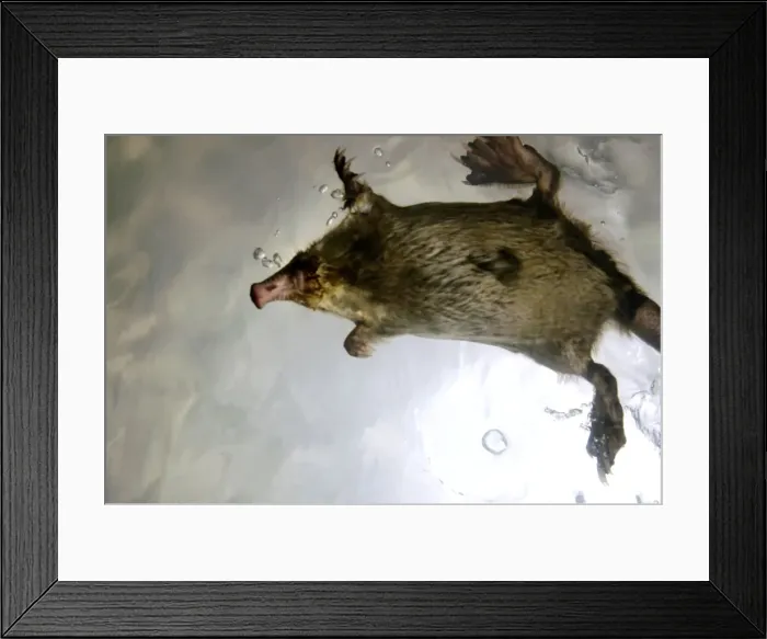 Framed Print : Russian Desman - swimming (from underneath) Okskii Biospheric Nature Reserve; river Oka valley, Central Russia, 50km East from Ryazan town. Autumn, October Ok39. 0716