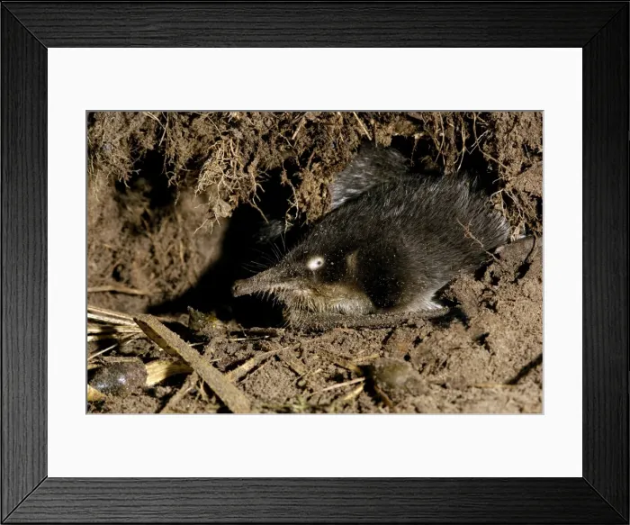 Framed Print : Russian Desmans - in the burrow Okskii Biospheric Nature Reserve; river Oka valley, Central Russia, 50km East from Ryazan town. Autumn, October Ok39. 0837 Framed Print : Russian Desmans - in the burrow Okskii Biospheric Nature Reserve; river Oka valley, Central Russia, 50km East from Ryazan town. Autumn, October Ok39. 0837