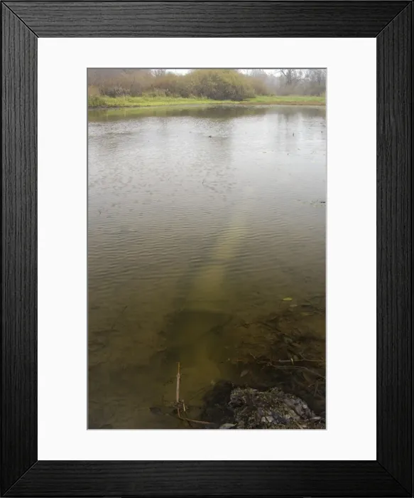 Framed Print : Russian Desman - typical burrow. A typical exit from a burrow (in the bank) into open water of an old river-bed of river Oka, typical in river Oka valley-plain locally called Meshera (flooded in spring) Framed Print : Russian Desman - typical burrow. A typical exit from a burrow (in the bank) into open water of an old river-bed of river Oka, typical in river Oka valley-plain locally called Meshera (flooded in spring)