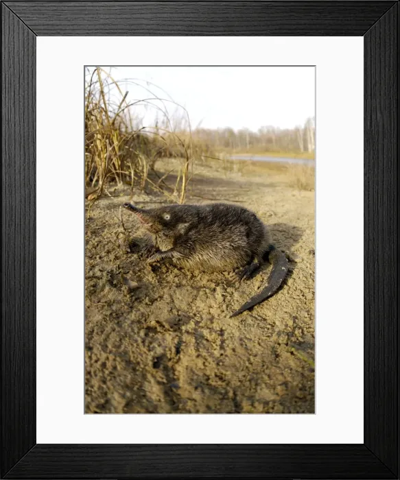 Framed Print : Russian Desman bank of river Pra, a tributary of river Oka; Okskii Biospheric Nature Reserve; Central Russia, 50km East from Ryazan town; evening in autumn, October Ok39. 0969 Framed Print : Russian Desman bank of river Pra, a tributary of river Oka; Okskii Biospheric Nature Reserve; Central Russia, 50km East from Ryazan town; evening in autumn, October Ok39. 0969