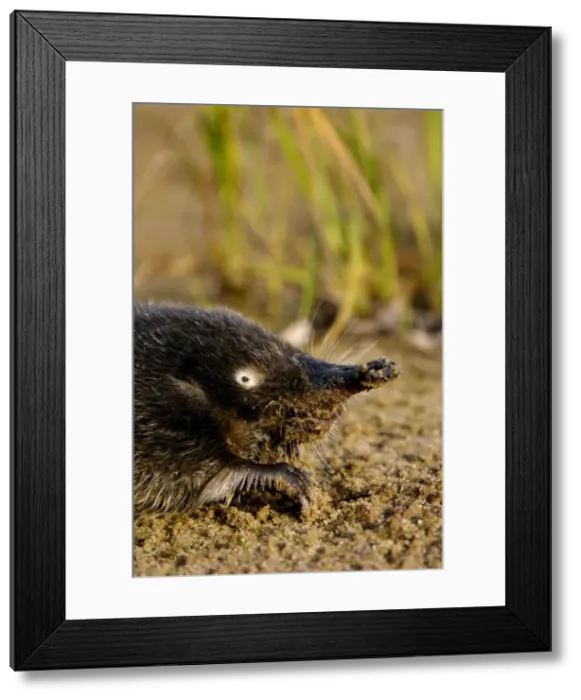 Framed Print : Russian Desman bank of river Pra, a tributary of river Oka; Okskii Biospheric Nature Reserve; Central Russia, 50km East from Ryazan town; evening in autumn, October Ok39. 0999 Framed Print : Russian Desman bank of river Pra, a tributary of river Oka; Okskii Biospheric Nature Reserve; Central Russia, 50km East from Ryazan town; evening in autumn, October Ok39. 0999