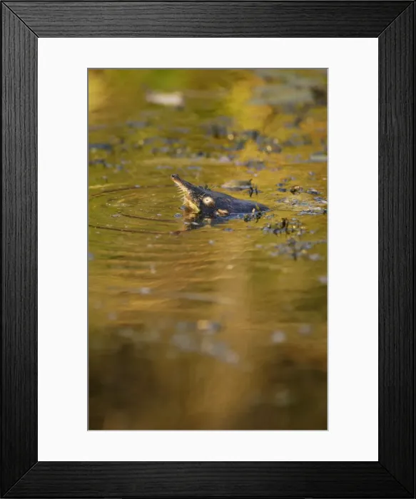 Framed Print : Russian Desman - pops out of water to search the environment with its sense of smell for danger (desmans rarely come out of water), disguising in waterplants Okskii Biospheric Nature Reserve; old river bed in river Oka valley Framed Print : Russian Desman - pops out of water to search the environment with its sense of smell for danger (desmans rarely come out of water), disguising in waterplants Okskii Biospheric Nature Reserve; old river bed in river Oka valley