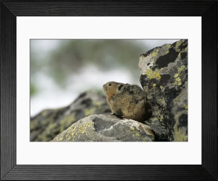 Framed Print : Northern Pika rodent on guard, living in a stone-river in Sengilen mountain range, known for making hay-stacks for winter; June; South Tuva, Russia Tu32. 3048 Framed Print : Northern Pika rodent on guard, living in a stone-river in Sengilen mountain range, known for making hay-stacks for winter; June; South Tuva, Russia Tu32. 3048