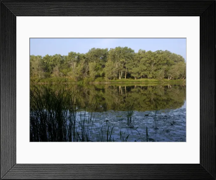 Framed Print : Russian Desman - typical habitat: small fresh-water lake with lush vegetation and rich water-life; one in the string of lakes, formed in old river-bed of river Ural on a vast flood-plain, a part of desman's primary area of distribution Framed Print : Russian Desman - typical habitat: small fresh-water lake with lush vegetation and rich water-life; one in the string of lakes, formed in old river-bed of river Ural on a vast flood-plain, a part of desman's primary area of distribution