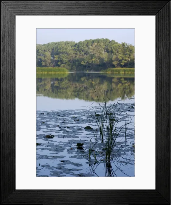 Framed Print : Typical habitat of the Russian desman: small fresh-water lake with lush vegetation and rich water-life; one in the string of lakes, formed in old river-bed of river Ural on a vast flood-plain, a part of desman's primary area of distribution Framed Print : Typical habitat of the Russian desman: small fresh-water lake with lush vegetation and rich water-life; one in the string of lakes, formed in old river-bed of river Ural on a vast flood-plain, a part of desman's primary area of distribution