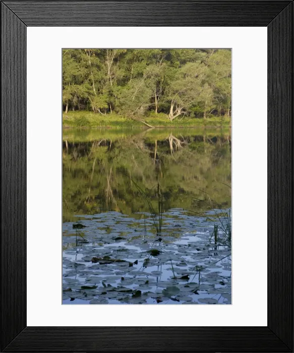 Framed Print : Typical habitat of the Russian desman: small fresh-water lake with lush vegetation and rich water-life; one in the string of lakes, formed in old river-bed of river Ural on a vast flood-plain, a part of desman's primary area of distribution Framed Print : Typical habitat of the Russian desman: small fresh-water lake with lush vegetation and rich water-life; one in the string of lakes, formed in old river-bed of river Ural on a vast flood-plain, a part of desman's primary area of distribution