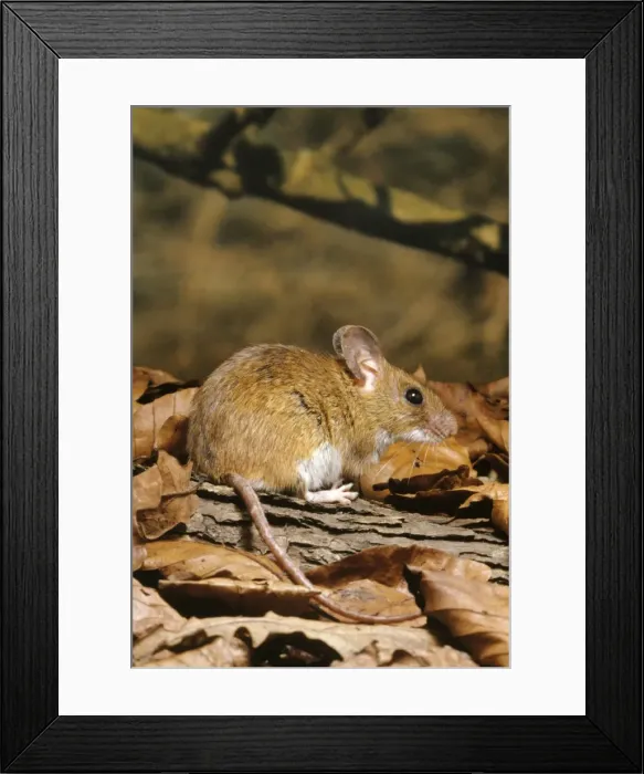 Framed Print : Yellow-necked Mouse Framed Print : Yellow-necked Mouse