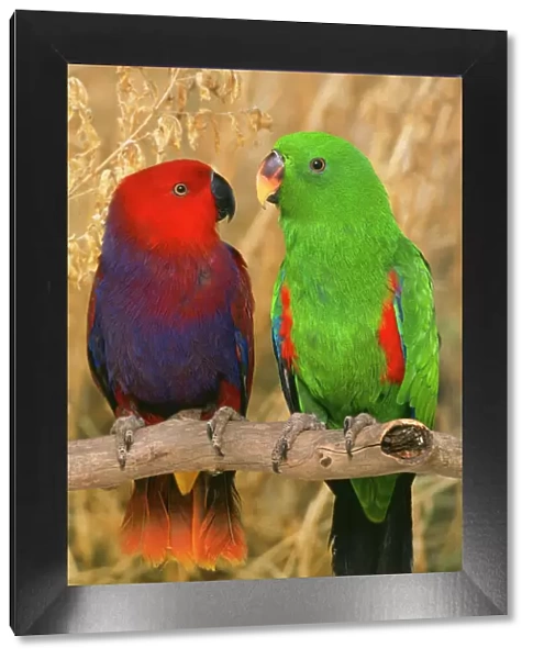 AP-1554. AP-1154. Eclectus Parrot - pair