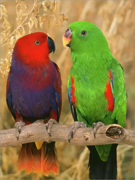 AP-1554. AP-1154. Eclectus Parrot - pair