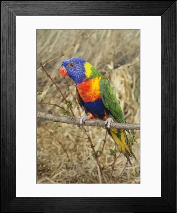 Framed Print : Swainson's Lorikeet / Blue-cheeked / Blue Mountain / Coconut / Rainbow Lory / Blue Montain Parrot Distribution: East Australia, Tasmania & Kangaroo Island Framed Print : Swainson's Lorikeet / Blue-cheeked / Blue Mountain / Coconut / Rainbow Lory / Blue Montain Parrot Distribution: East Australia, Tasmania & Kangaroo Island