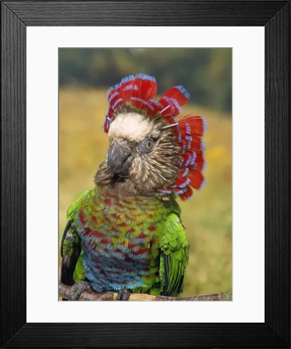 Framed Print : Hawk Headed Parrot Amazon basin Framed Print : Hawk Headed Parrot Amazon basin