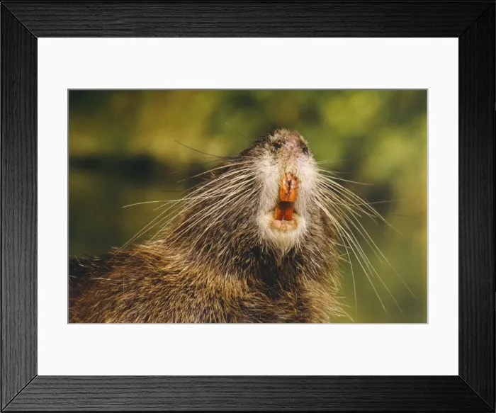 Framed Print : Coypu / Nutria - adult, close-up of mouth and teeth Framed Print : Coypu / Nutria - adult, close-up of mouth and teeth
