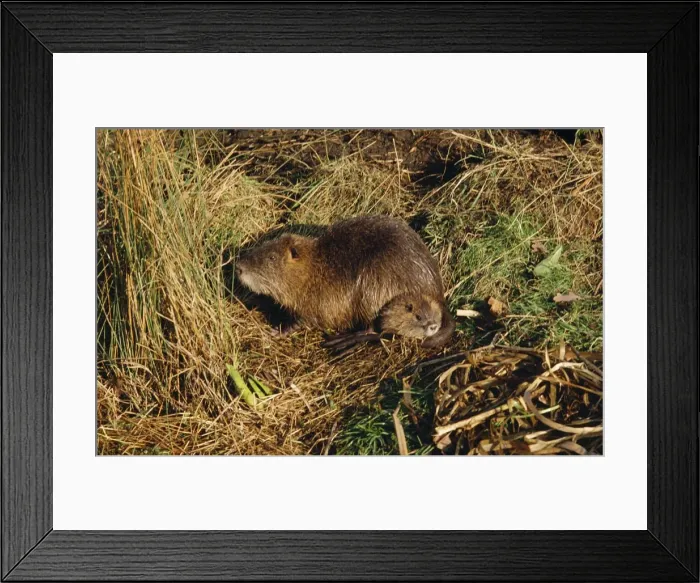 Framed Print : Coypu / Nutria - adult and baby Framed Print : Coypu / Nutria - adult and baby