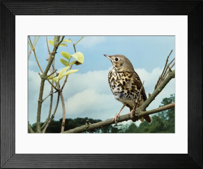 Framed Print : Song Thrush Framed Print : Song Thrush