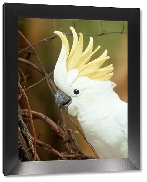 Yellow-crested  /  Lesser Sulphur-crested Cockatoo