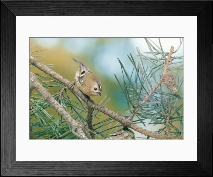 Framed Print : Goldcrest - on branch Framed Print : Goldcrest - on branch