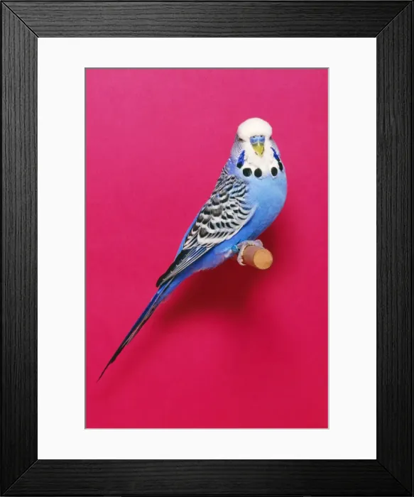 Framed Print : Budgerigar - Cobalt Cock Framed Print : Budgerigar - Cobalt Cock