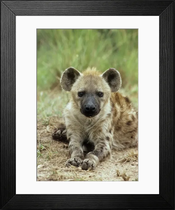 Framed Print : Spotted Hyaena Framed Print : Spotted Hyaena