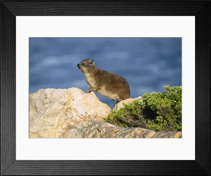 Framed Print : Rock Dassie / Hyrax Framed Print : Rock Dassie / Hyrax