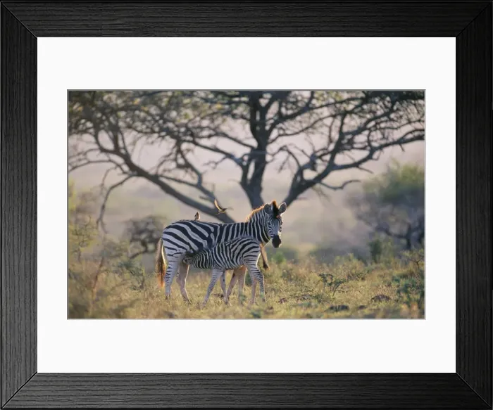 Framed Print : Burchell's Zebra - mother & young suckling, in evening light Framed Print : Burchell's Zebra - mother & young suckling, in evening light