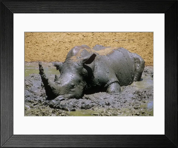 Framed Print : White Rhinoceros - wallowing in mud Framed Print : White Rhinoceros - wallowing in mud
