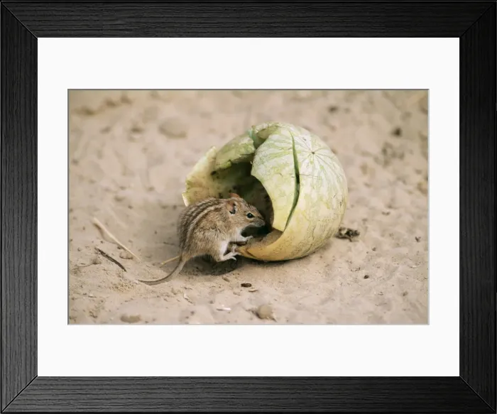 Framed Print : Striped Mouse Eating tsama melon, kalahari Framed Print : Striped Mouse Eating tsama melon, kalahari