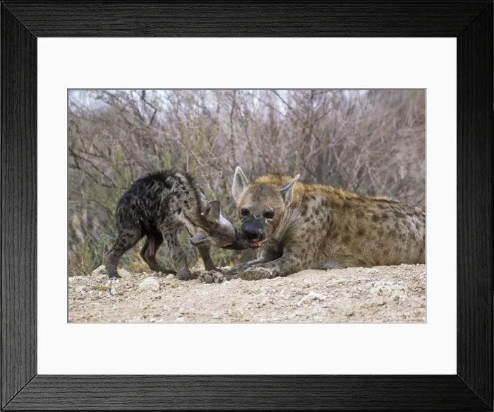 Framed Print : Spotted Hyaena - female at den with cub. Kgalagadi Transfrontier Park South Africa Framed Print : Spotted Hyaena - female at den with cub. Kgalagadi Transfrontier Park South Africa