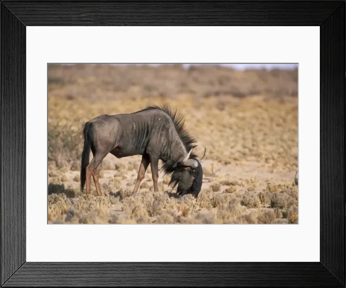 Framed Print : Blue wildebeest Grazing on grass stumps, Kgalakgadi Transfrontier Park, South Africa Framed Print : Blue wildebeest Grazing on grass stumps, Kgalakgadi Transfrontier Park, South Africa